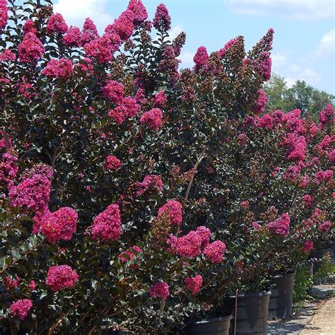 Combining Plum Magic Crepe Myrtle with Other Perennials for a Stunning Display